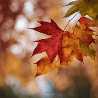 オータムコレクション