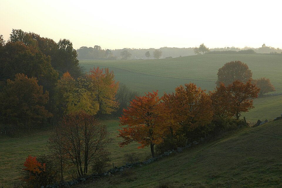 紅葉した木々と石垣、霧のかかった牧草地が広がる10月のスコーネ・ブロサープの丘